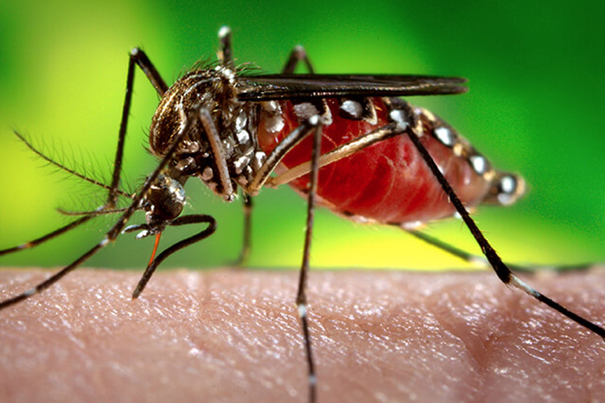 mosquito
