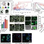 The new ‘crystalline shield’ that could end the need for daily insulin.
