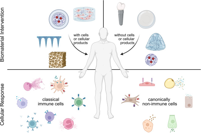 Immune roles of canonically non-immune cells in biomaterials response
